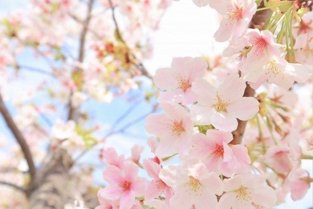 桜の開花が待ち遠しい🌸