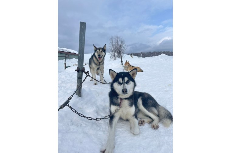 北国ならでは！の体験🐶🛷